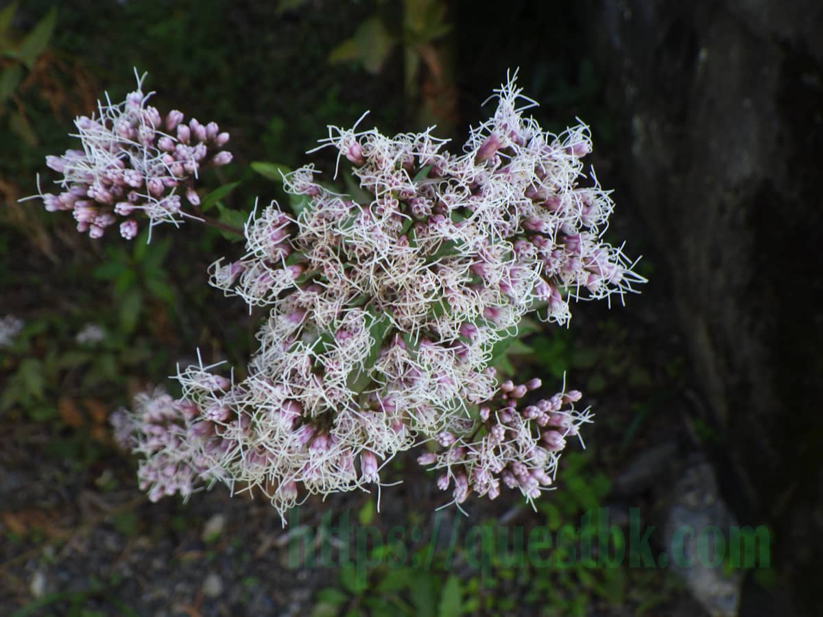 駿府匠宿のフジバカマのアップ写真。イソギンチャクの触手のような花で面白いフジバカマ